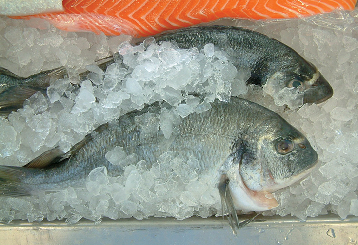 Article image for Life cycle assessment in aquaculture