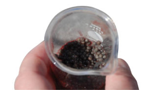 Ultrasound helps stage sturgeons for caviar production