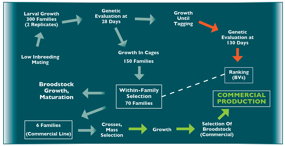 Article image for Two-stage selection key for fast shrimp growth in Mexico