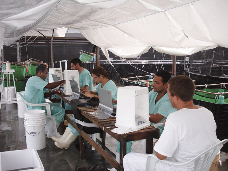 Article image for SPF shrimp breeding in Brazil