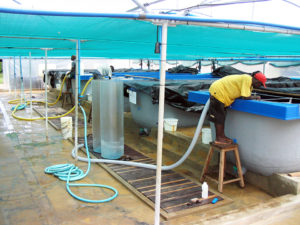 Designing a biosecurity plan for shrimp aquaculture, part 1