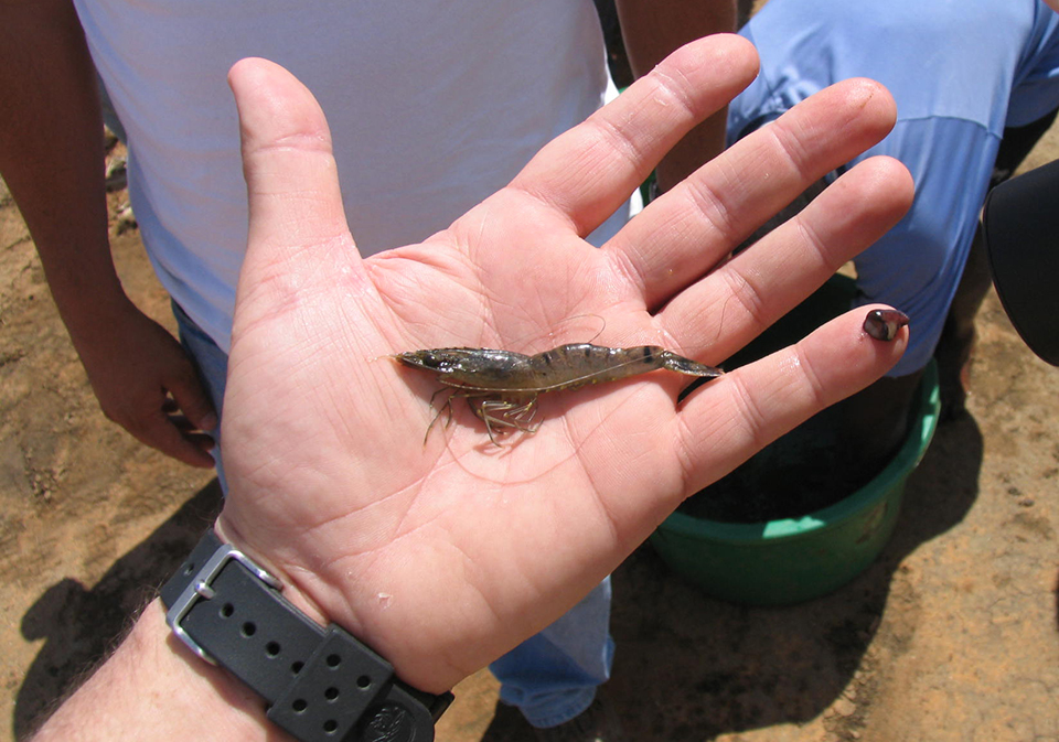 Article image for Designing a biosecurity plan for shrimp aquaculture, part 2