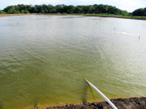 Pond fertilization reevaluated