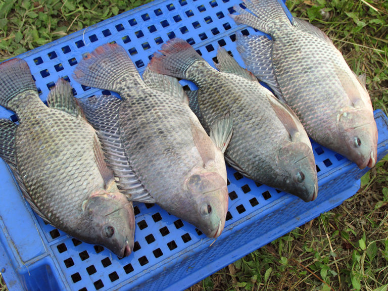 Article image for Finfish genetic improvement