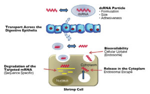 Studies seek oral delivery of RNAi-based therapeutics for shrimp