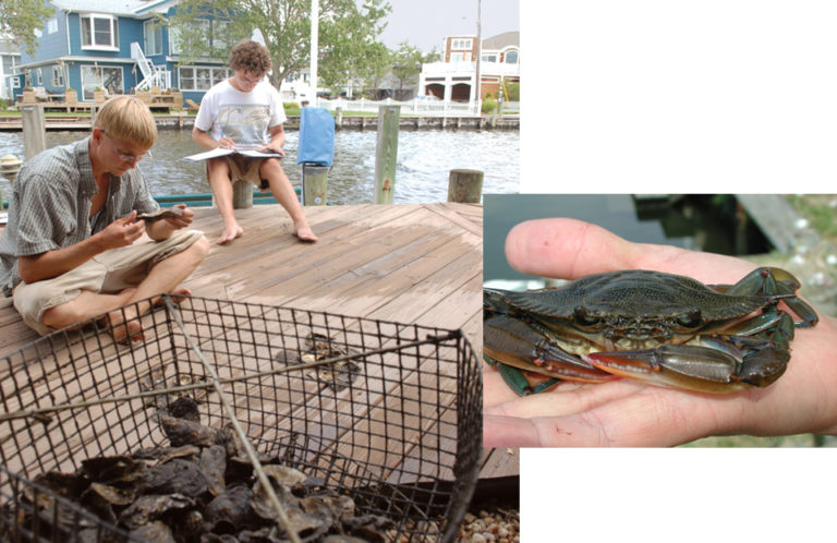 Article image for Grassroots oyster aquaculture provides habitat for juvenile blue crabs