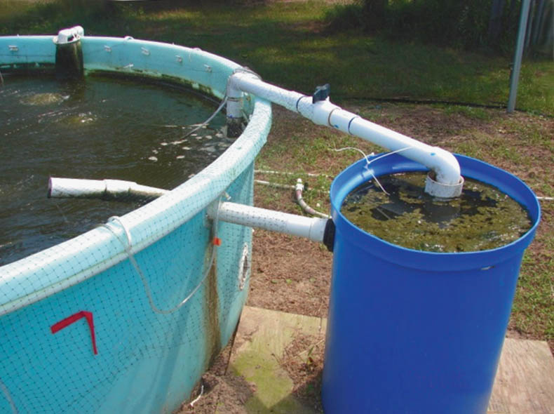 Article image for Simple settling chambers aid solids management in biofloc system