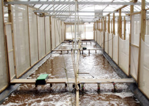Intensive raceways without water exchange analyzed for white shrimp culture