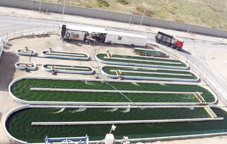 Article image for Farming algal fuel: Economics challenge process potential