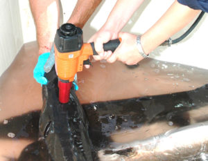 Animal welfare: Growing factor in international aquaculture