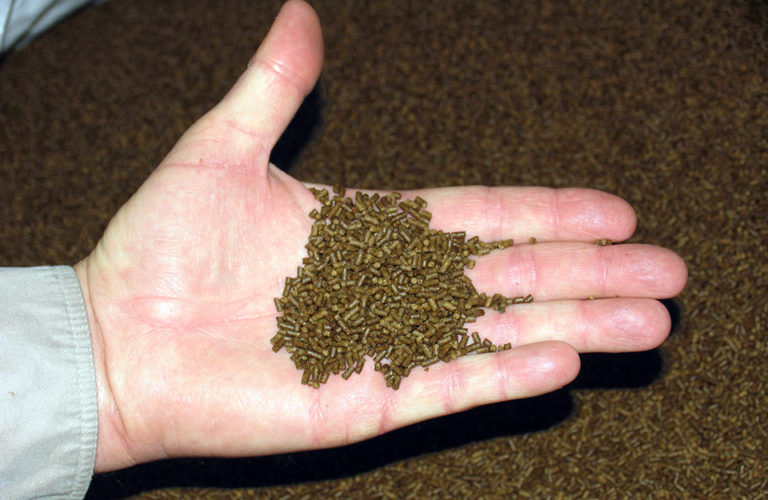 Article image for Mycotoxin prevention in aquaculture feeds