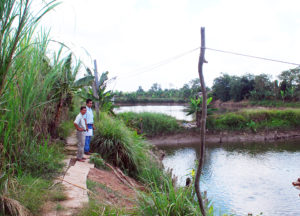 Energy efficiency of aquaculture