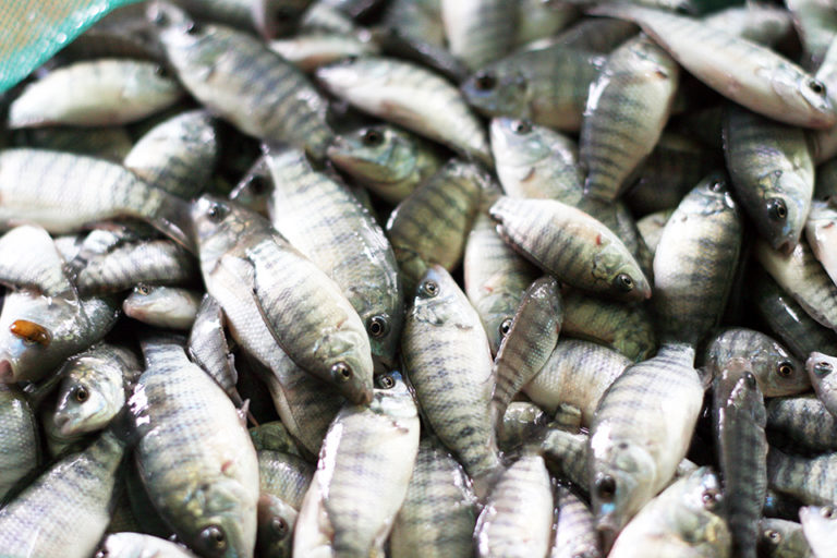 Article image for Review: Use of organic acids, salts in fish diets