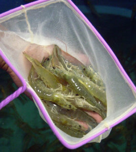 Methionine hydroxy analog supplements low-fishmeal shrimp diets