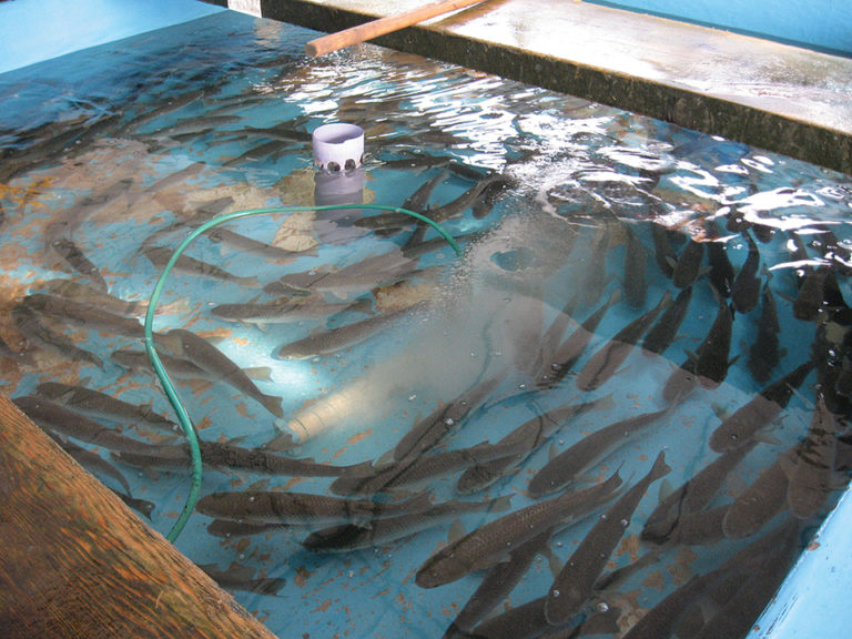 Article image for Varied aerator designs provide oxygenation, mixing in biofloc systems