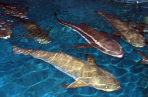 Cobia hatchery-to-market technology at UMEH