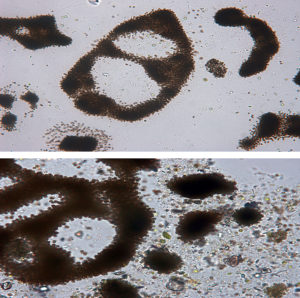 Clay flocculation counters microcystin pollution in China study