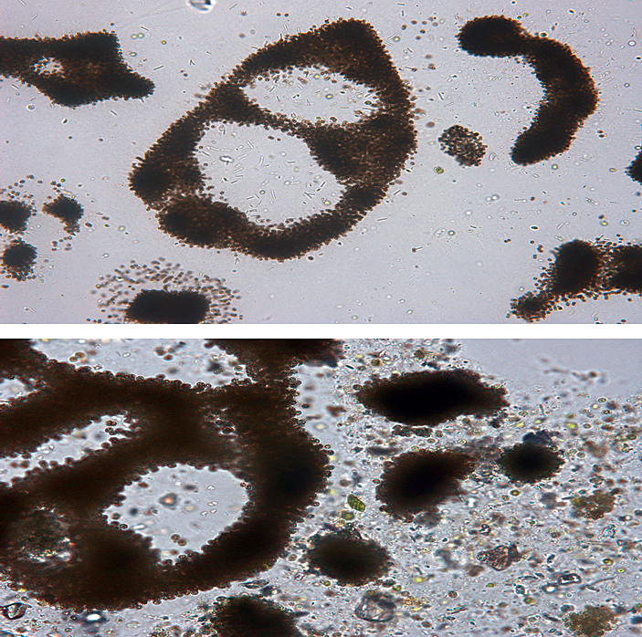 Article image for Clay flocculation counters microcystin pollution in China study
