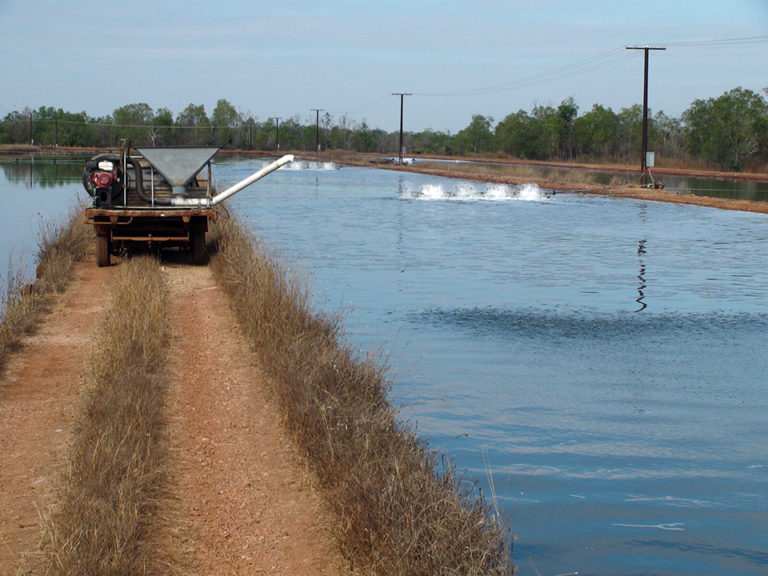 Article image for Phosphates, pH management control algal blooms in barramundi ponds