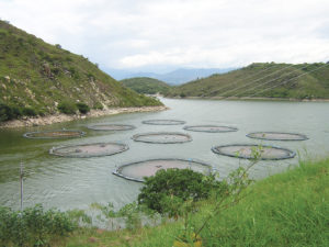 Cage design, placement affect water quality