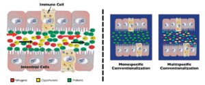 Domestication of gut microbiota can improve shrimp aquaculture