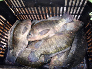 Brazilian researchers examine amino acids in Nile tilapia diets