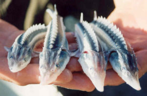 Artemia bioencapsulation delivers probiotics via digestive tracts of fish larvae