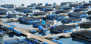 Tilapia cage farm management in Brazil