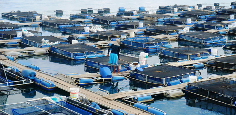 Article image for Tilapia cage farm management in Brazil