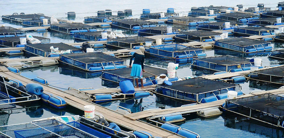 Article image for Tilapia cage farm management in Brazil