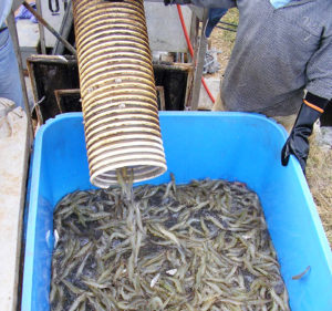 Panama demo shows botanical extracts improve shrimp productivity