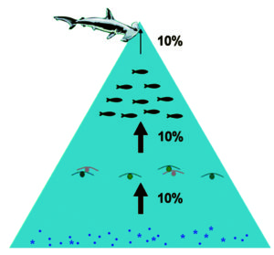 Lifecycle analysis model quantifies ecological footprint of salmon feed