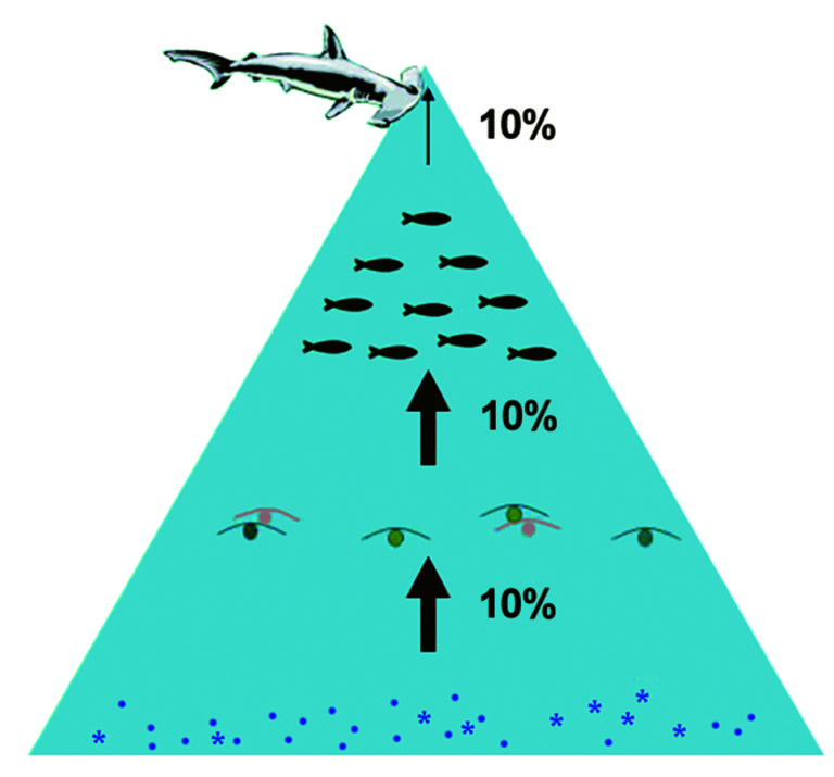 Article image for Lifecycle analysis model quantifies ecological footprint of salmon feed