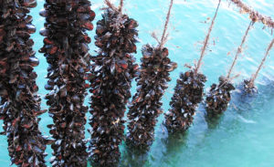 Mediterranean mussel culture in Greece