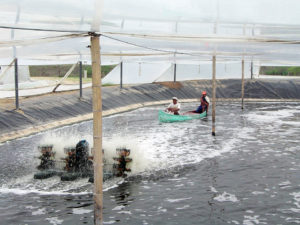 Intensive Peruvian operation produces shrimp in greenhouses