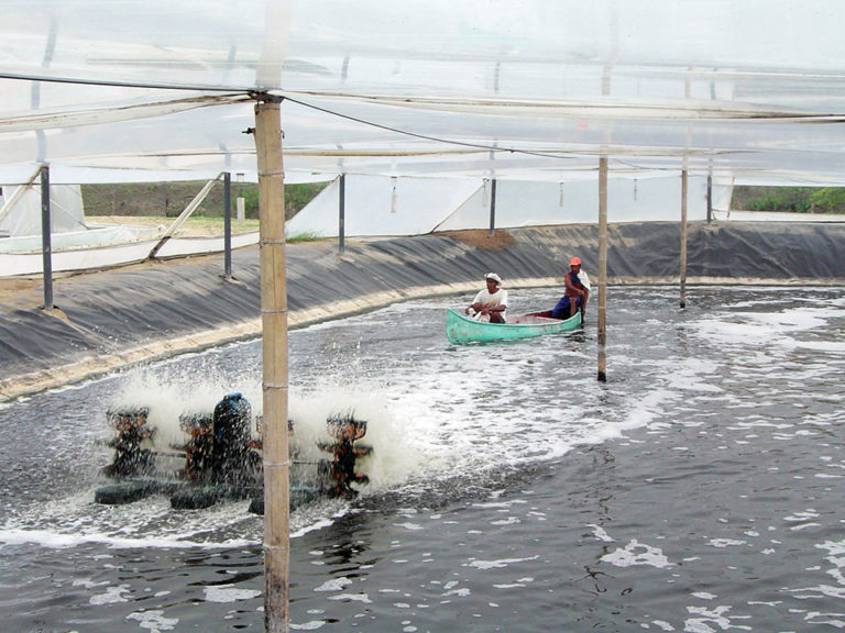 Article image for Intensive Peruvian operation produces shrimp in greenhouses