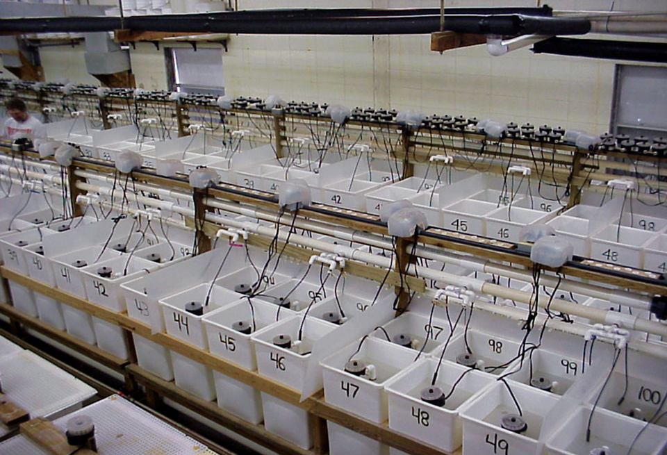 Article image for What makes bioflocs great for shrimp?