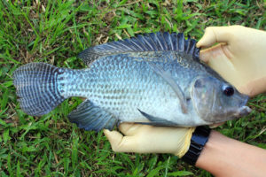 Farmed tilapia net producers of long-chain omega fatty acids