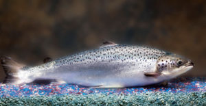 A brief look at genetically modified salmon