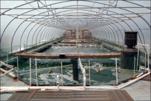 Waddell Mariculture Center continues research on biofloc-based shrimp culture