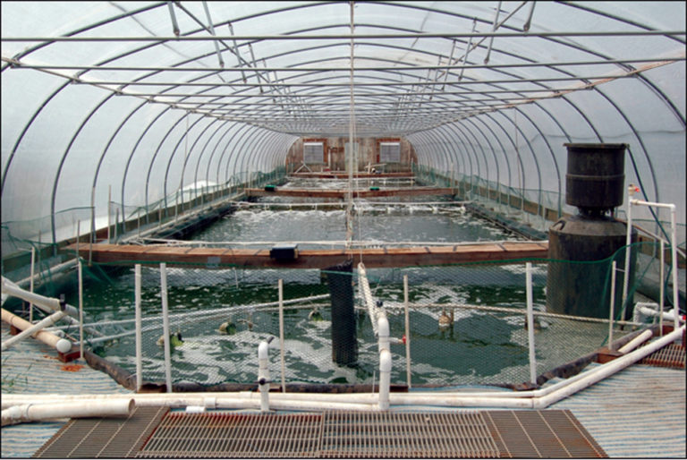 Article image for Waddell Mariculture Center continues research on biofloc-based shrimp culture