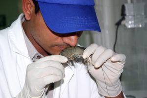 Off-flavors in aquaculture products, part 1