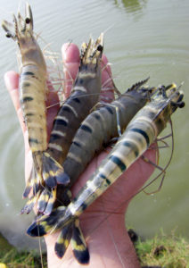 Do probiotics work in aquaculture?