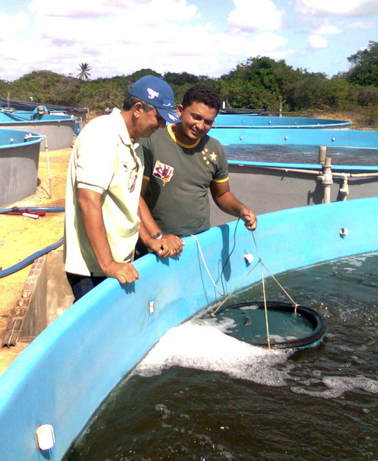 Article image for Statistical modeling of field data can aid shrimp grow-out operations