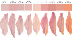 Photo-based color evaluation can enhance catfish fillets