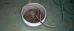 Testing finds resistance to WSSV in shrimp from Panamanian breeding program