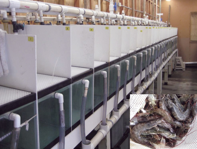 Article image for Potassium diformate does not affect shrimp growth, survival