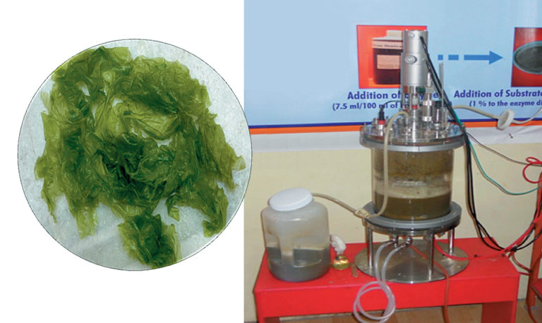 Article image for Single-cell detritus: fermented, bio-enriched feed for marine larvae