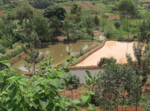 Uncharted waters: Kenya takes dramatic leap in aquaculture