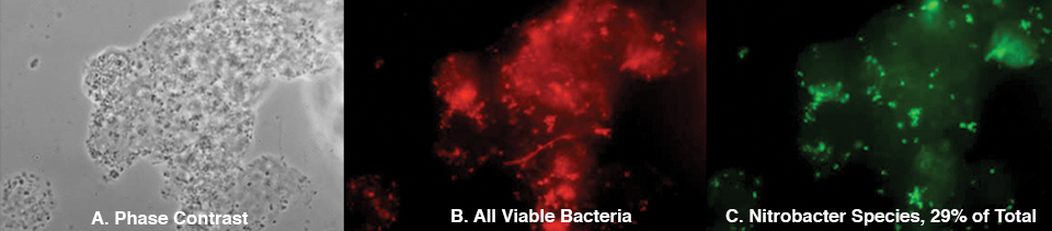 Article image for Product improves nitrification in RAS